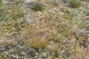 Deschampsia flexuosa