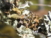 Tuckermannopsis chlorophylla