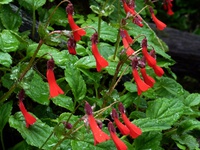 Ourisia ruelloides