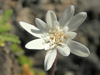 Perezia magellanica