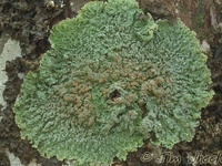 Pannaria pallida