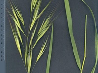 Bromus rigidus