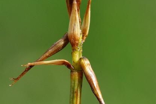 Carex microglochin