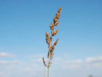 Poa ligularis