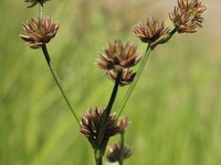 Juncus pallescens