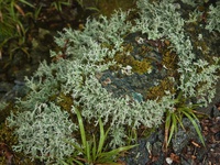 Stereocaulon corticulatum