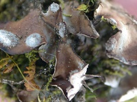 Peltigera ulcerata