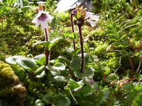 Ourisia breviflora