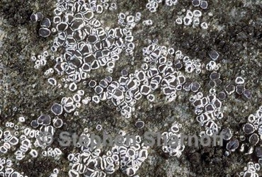 Lecanora dispersa