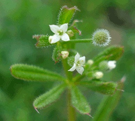 Galium aparine