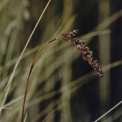 Luzula racemosa