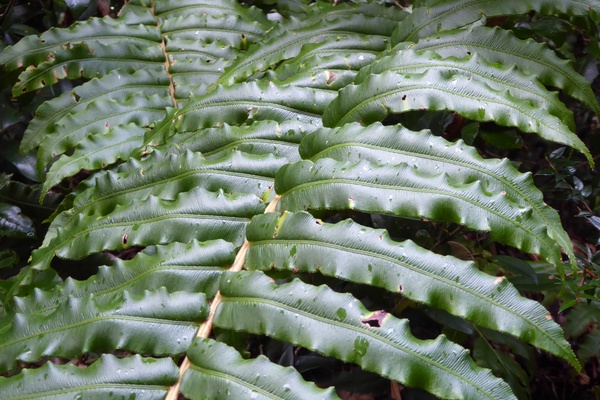 Blechnum chilense