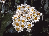 Senecio smithii