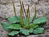 Plantago major