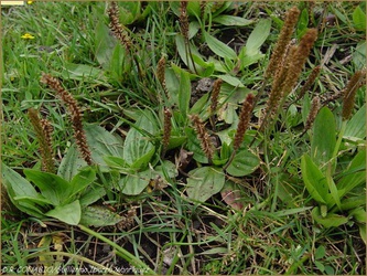 Plantago australis