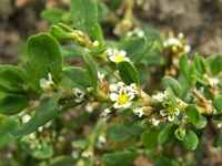 Polygonum aviculare