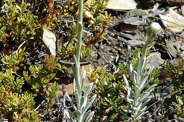 Senecio chionophilus