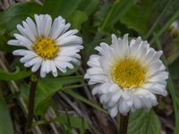 Symphyotrichum vahlii