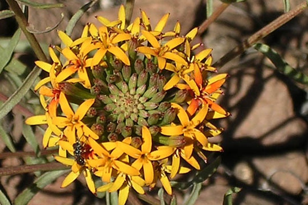 Quinchamalium chilense