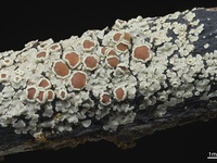 Xanthopsoroma contextum