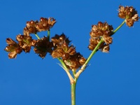 Juncus microcephalus