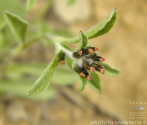 Gamochaeta spiciformis