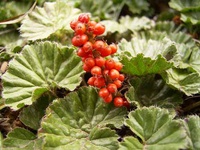 Gunnera magellanica