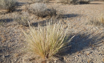 Stipa speciosa