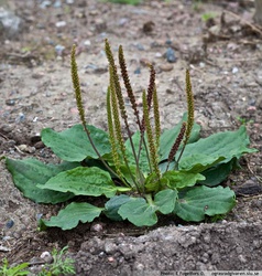 Plantago major