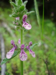 Stachys grandidentata