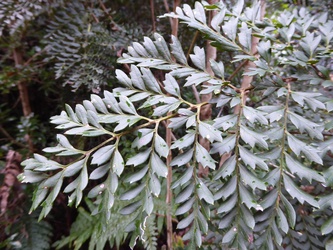 Lomatia ferruginea