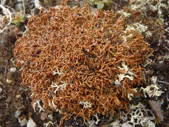 Sphaerophorus globosus