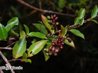 Griselinia racemosa