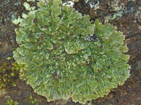 Pannaria farinosa