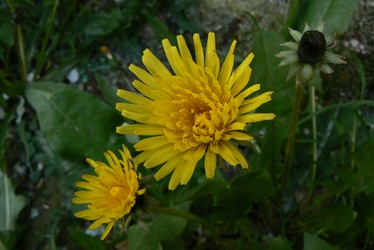 Taraxacum officinale