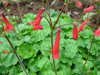 Ourisia coccinea