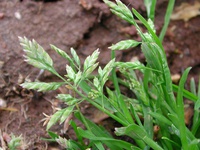 Poa annua