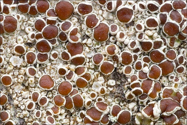 Lecanora argentata