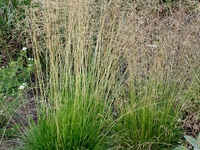 Deschampsia caespitosa