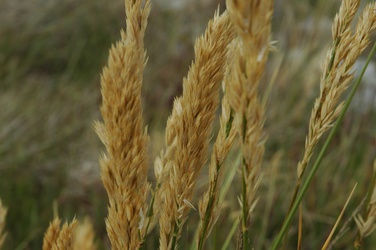 Poa alopecurus