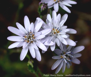 Leucheria thermarum