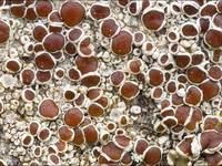 Lecanora argentata