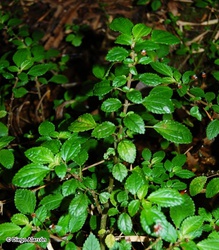 Pilea elliptica