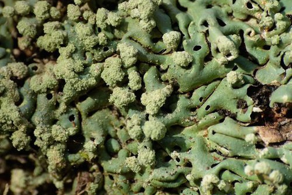 Menegazzia subpertusa