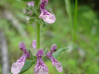 Stachys grandidentata