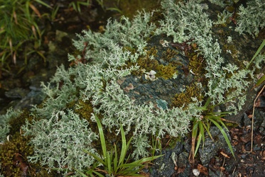 Stereocaulon corticulatum