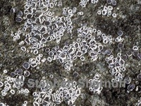 Lecanora dispersa