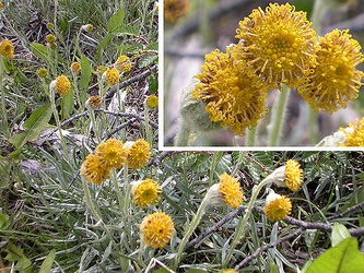 Senecio laseguei