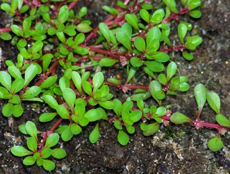 Lythrum portula