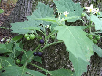 Solanum nigrum